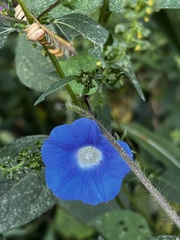 Ipomoea nil