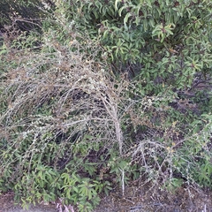 Malacothamnus fasciculatus