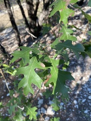 Quercus buckleyi
