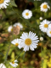 Boltonia asteroides