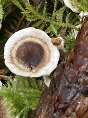 Phellodon tomentosus