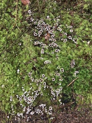 Phellodon tomentosus