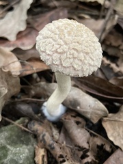 Boletellus ananas