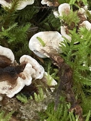 Phellodon tomentosus
