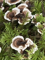 Phellodon tomentosus