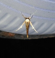 Stathmopoda
