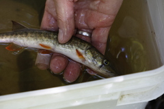 Esox americanus