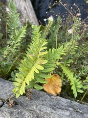 Polypodium
