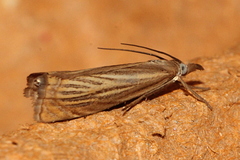 Chrysoteuchia culmella