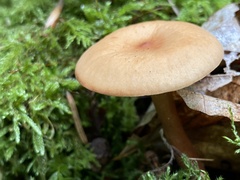 Paralepista flaccida