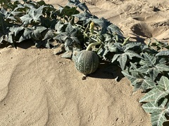 Cucurbita palmata