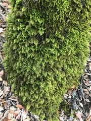 Dendroalsia abietina