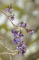 Bowdichia virgilioides