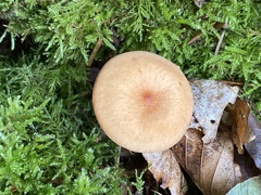 Paralepista flaccida