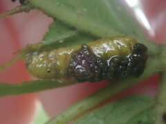 Blepharida