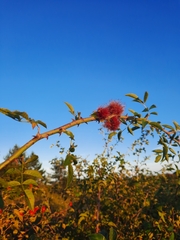 Diplolepis rosae