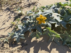 Cucurbita palmata