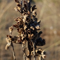 Salvia apiana