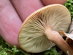 Paralepista flaccida