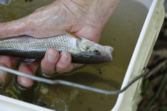 Semotilus corporalis