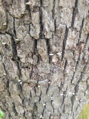 Porodisculus pendulus