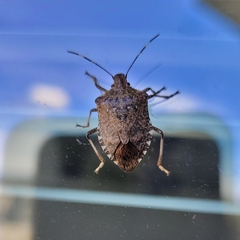 Halyomorpha halys