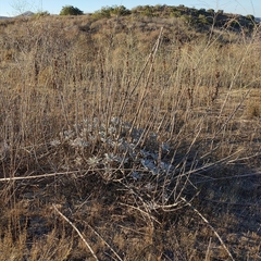 Salvia apiana