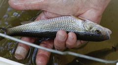 Semotilus corporalis