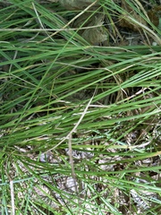 Carex virescens