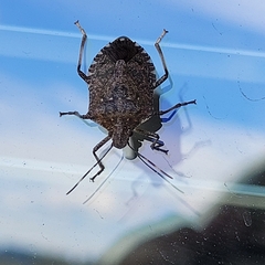 Halyomorpha halys