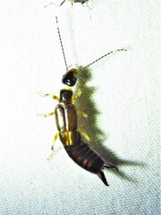 Euborellia cincticollis