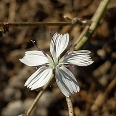 Stephanomeria exigua