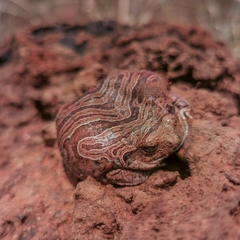 Physalaemus nattereri