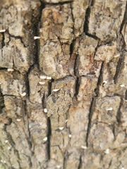 Porodisculus pendulus