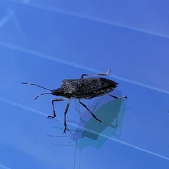 Halyomorpha halys