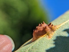 Gymnosporangium sabinae