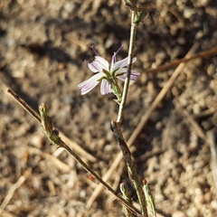 Stephanomeria exigua