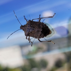 Halyomorpha halys