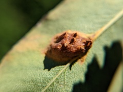 Gymnosporangium sabinae