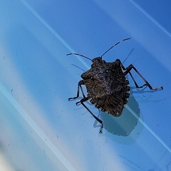 Halyomorpha halys