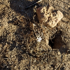 Stephanomeria exigua