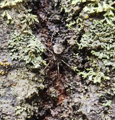 Drapetisca alteranda