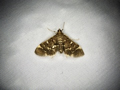 Piletocera sodalis