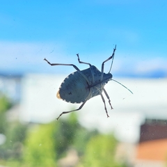 Halyomorpha halys