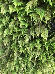 Dendroalsia abietina