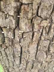 Porodisculus pendulus