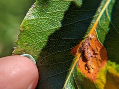 Gymnosporangium sabinae