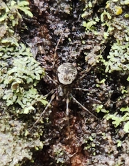 Drapetisca alteranda