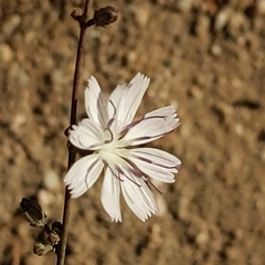 Stephanomeria virgata