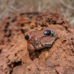 Physalaemus nattereri